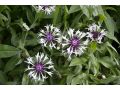 Centaurea montana  
