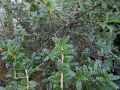 Nashia inaguensis - Moujean tea, ananasová verbena, bahamské bobule