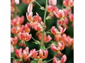 Lilium x martagon 