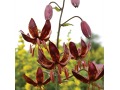 Lilium x martagon 