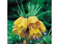 Fritillaria imperialis 