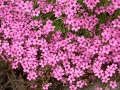 Oxalis articulata var. rubra - šťavel