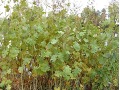 Macleaya microcarpa 