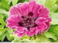 Papaver orientale 
