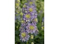 Delphinium elatum 