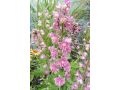 Delphinium elatum 
