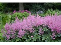 Astilbe x arendsii 