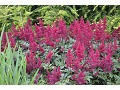 Astilbe chinensis 
