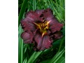 Hemerocallis 