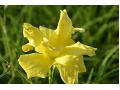 Hemerocallis 