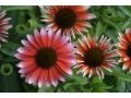 Echinacea 