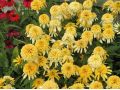 Echinacea 