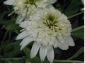 Echinacea 
