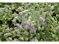 Origanum rotundifolium 