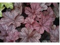 Heuchera 