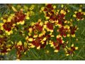 Coreopsis x verticillata 