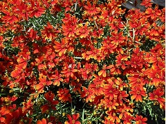 Coreopsis x verticillata 
