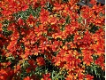 Coreopsis x verticillata 