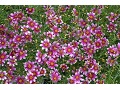 Coreopsis x verticillata 