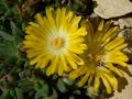 Delosperma 