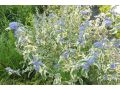 Caryopteris x clandonensis 