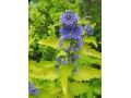 Caryopteris x clandonensis 