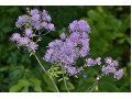 Thalictrum aquilegifolium  