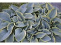 Hosta sieboldiana 