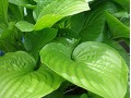 Hosta 
