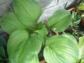 Hosta 