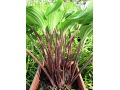 Hosta 
