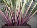 Hosta 