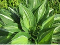 Hosta 