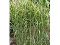 Miscanthus floridulus (syn. giganteus)  