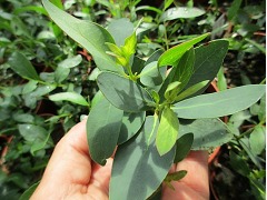Eucalyptus pauciflora subsp. debeuzevillei - eukalyptus, blahovičník sněžný značka zahradnictví