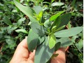 Eucalyptus pauciflora subsp. debeuzevillei - eukalyptus, blahovičník sněžný