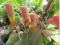 Kalanchoe mortagei - náduť, kolopejka