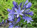 Agapanthus 