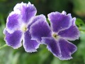 Duranta erecta 