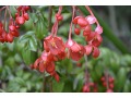 Begonia fuchsioides - begonie, kysala