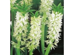 Eucomis autumnalis - chocholatice značka zahradnictví