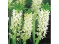 Eucomis autumnalis - chocholatice