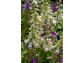 Digitalis purpurea 