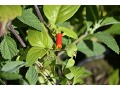 Manettia luteorubra - doutníková, cigaretová rostlina, brazilská žabka