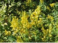 Corydalis 