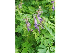 Corydalis  
