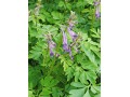 Corydalis  