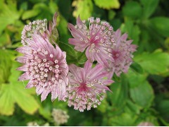 Astrantia major 