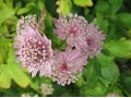 Astrantia major 