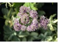Astrantia major 